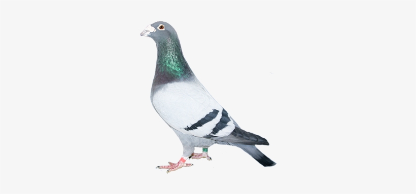 Find Out More - Racing Homer, transparent png download