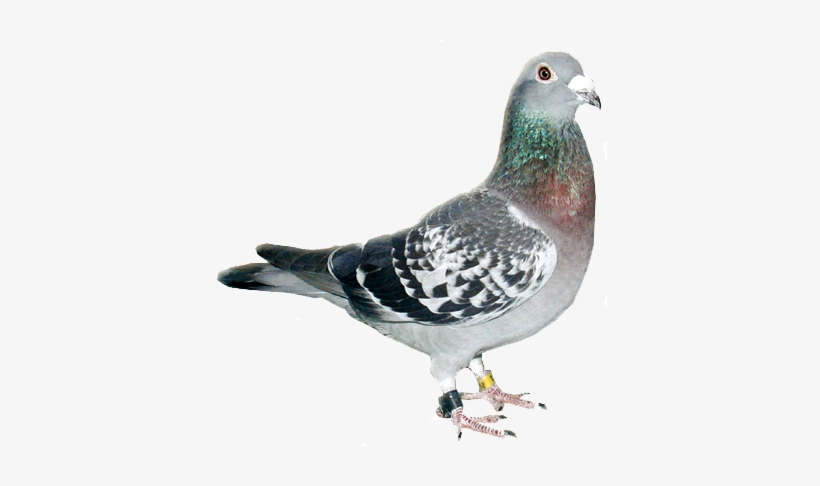 Homing Pigeon No Background, transparent png download
