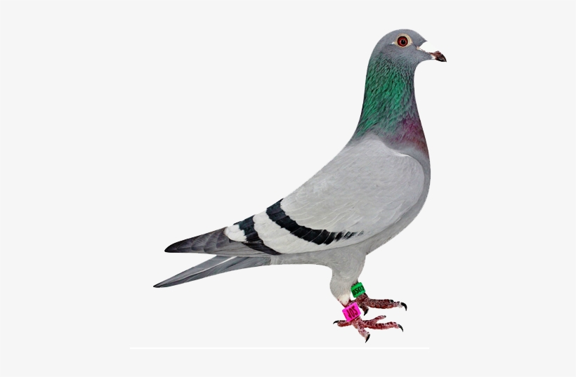 Multimedia Development - Homing Pigeon, transparent png download