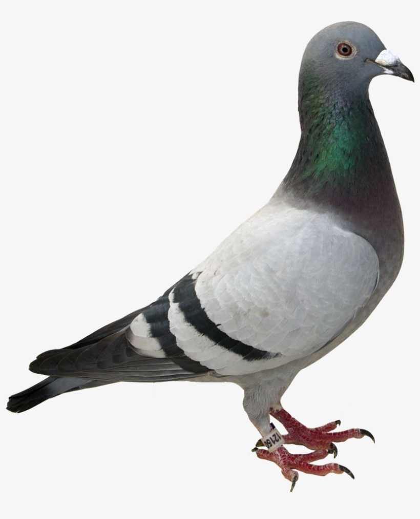 Au 2012 M Smith - Racing Pigeon, transparent png download