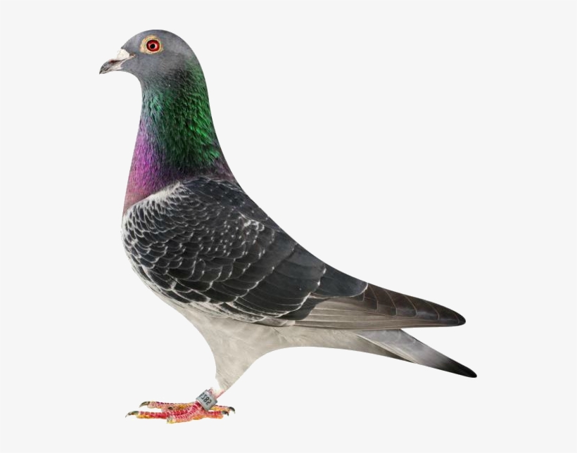 Send Us A Simple Message And We Will Respond With Urgency - Typical Pigeons, transparent png download