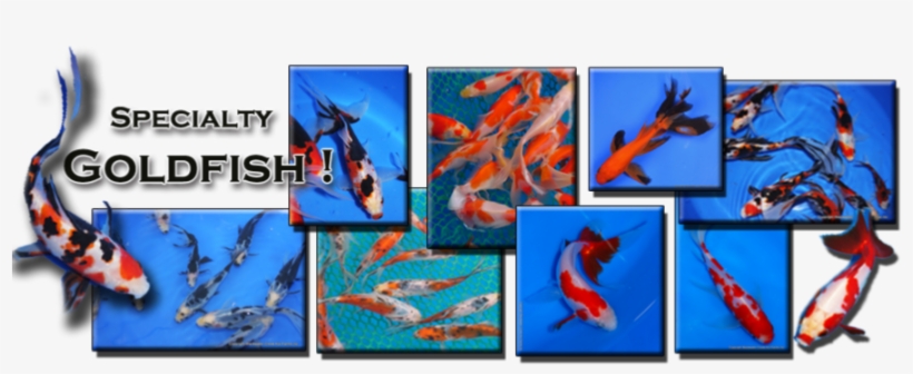 Unique Fantail Goldfish From Blackwater Creek Specialty - Goldfish, transparent png download