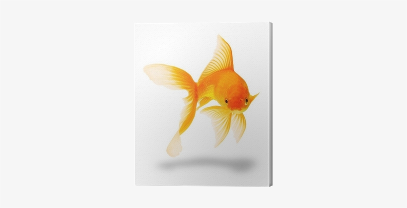 Fish, transparent png download