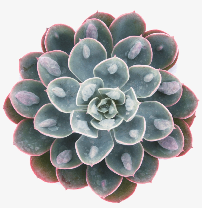 Echeveria 'raindrops' Succulents - Echeveria Raindrops, transparent png download