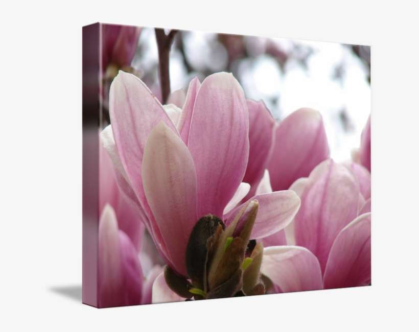 Japanese By Rob Vena - Magnolia, transparent png download