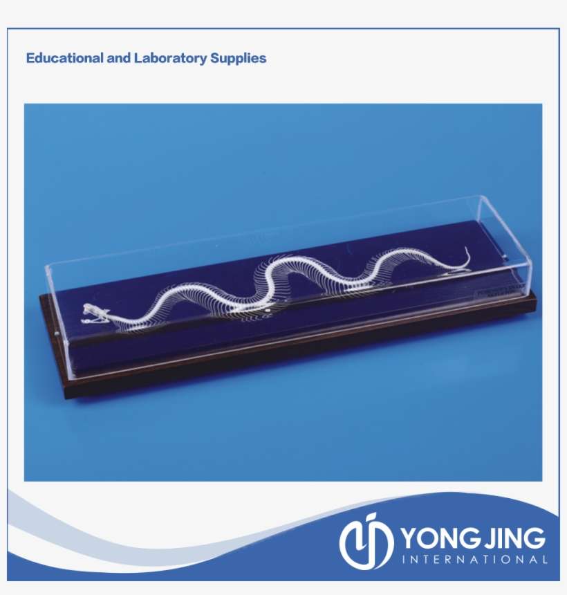 Snake Skeleton Model For School Teaching - School PNG Image ...