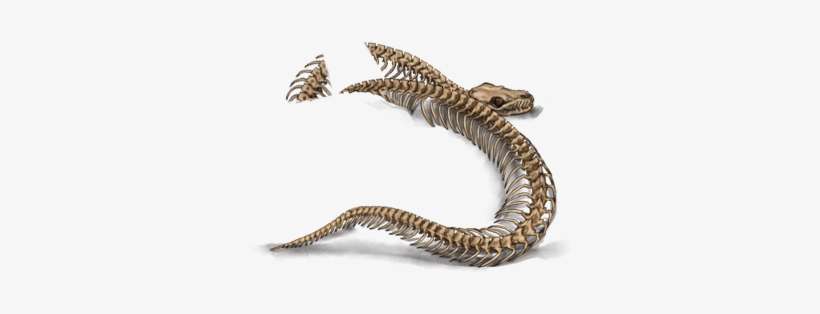 Snake, transparent png download