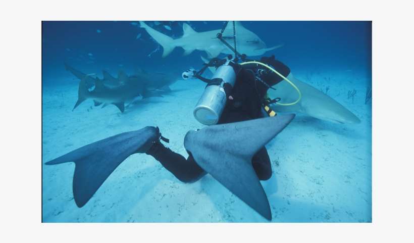 Underwater Photography, Sharks - Photography, transparent png download