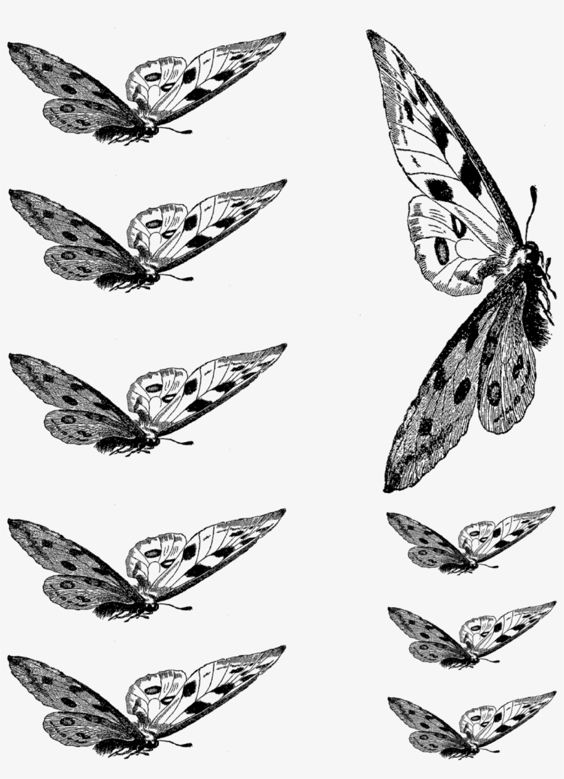 Butterfly Collage Sheet Download ,png - Papilio Machaon, transparent png download
