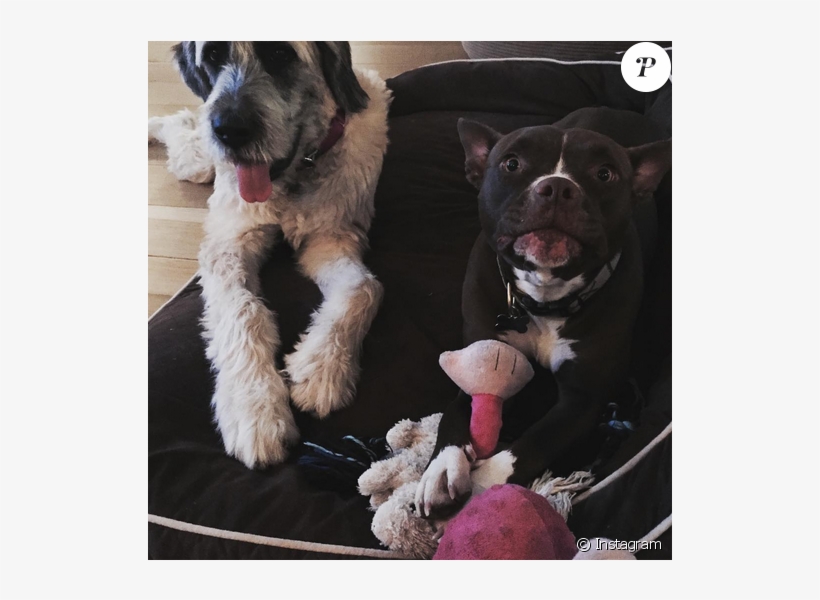 Liam Hemsworth A Publié Une Photo De Ses Deux Chiens - Liam Hemsworth Dog Tani, transparent png download