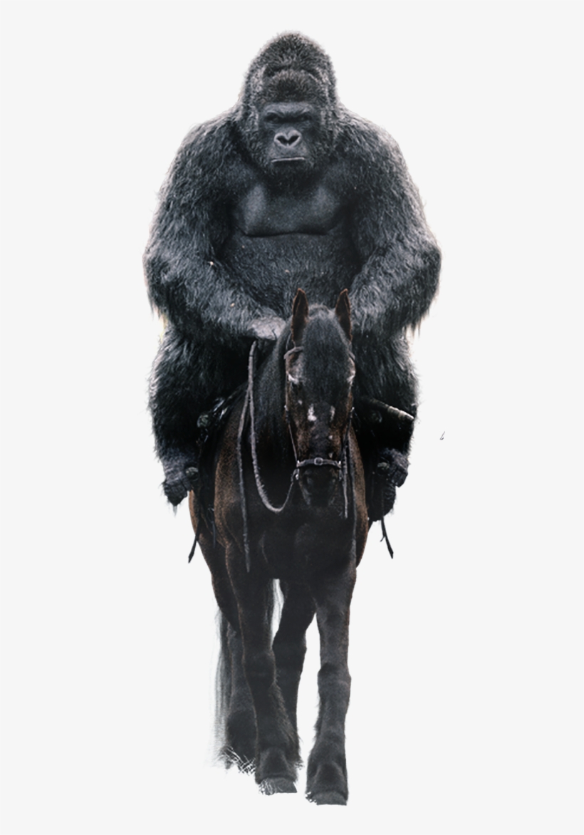 Available On A Variety Of Home Entertainment Formats - Black Norwegian Elkhound, transparent png download