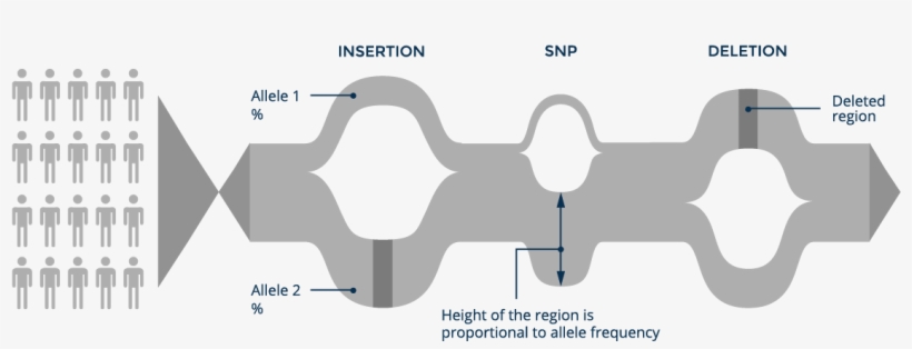 A Graph Genome Reference Can Contain Both Small Variants - Graph Reference Genome, transparent png download