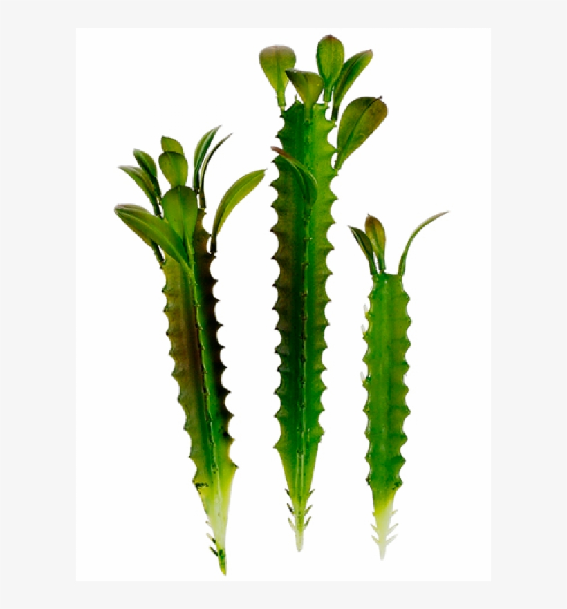 5"-7" Assorted Saguaro Cactus Green - Bkk:ea, transparent png download
