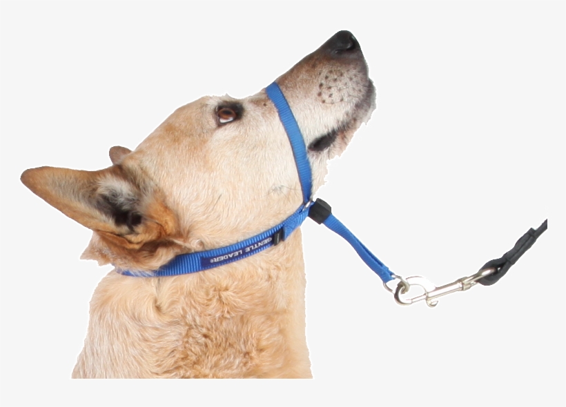 Head Halter - Head, transparent png download