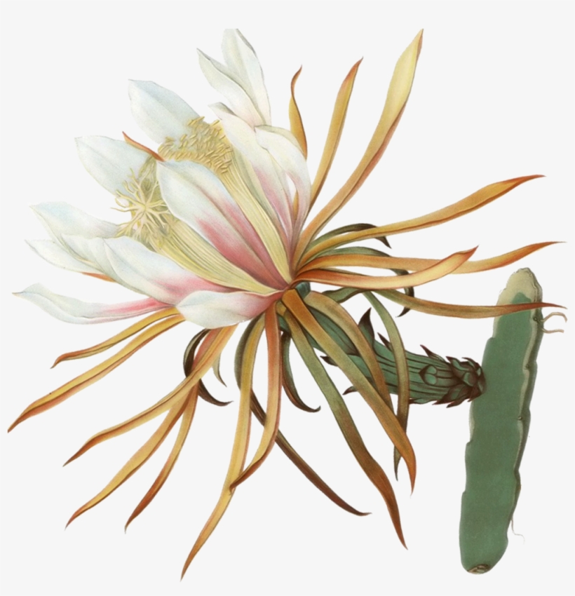 Cactus Flower Sticker Edit Copy - Hotel, transparent png download