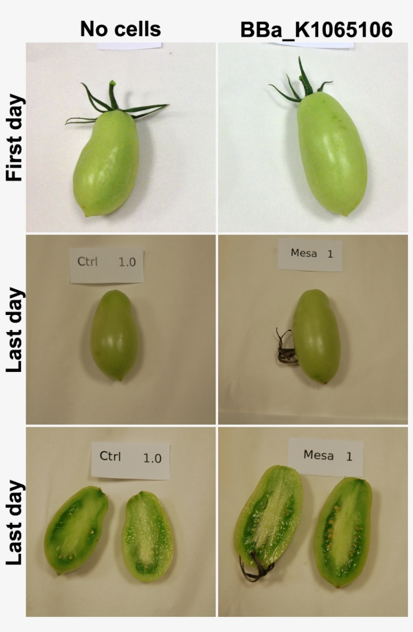 Container Fruit In - Fruit, transparent png download