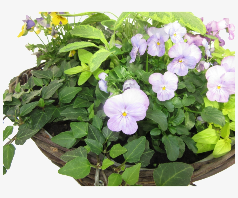 Hanging Basket £14, transparent png download