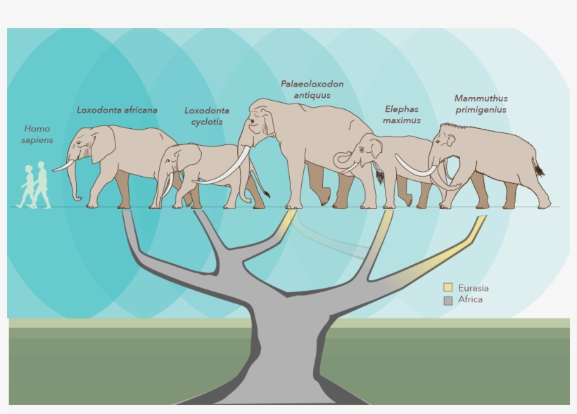 African Elephant Family Tree, transparent png download