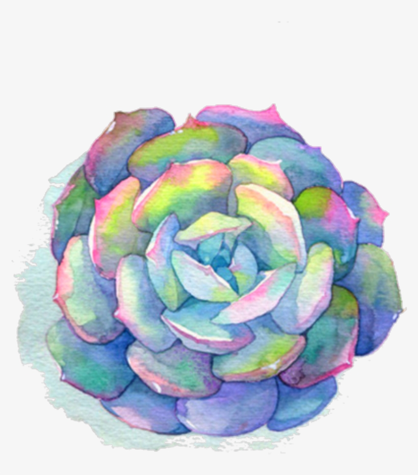 Ftestickers Watercolor Plant Succulent Blue Pink - Png Succulent Watercolor, transparent png download