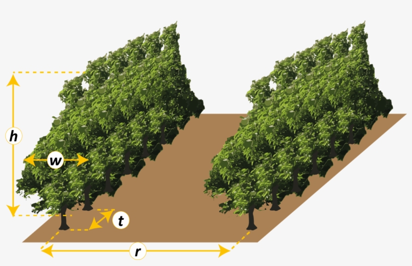 Tree Spacing Enter Value (admit Decimals) R, transparent png download