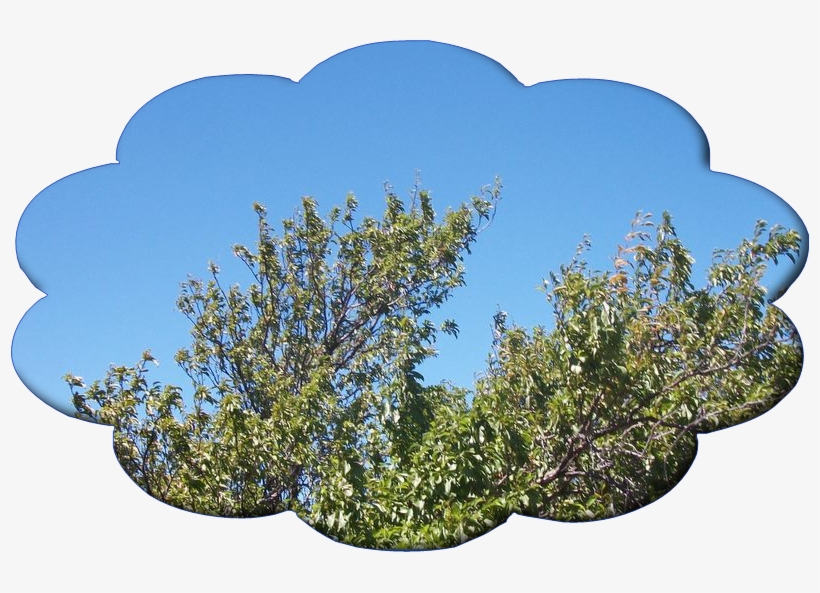 Order - Jack Pine, transparent png download