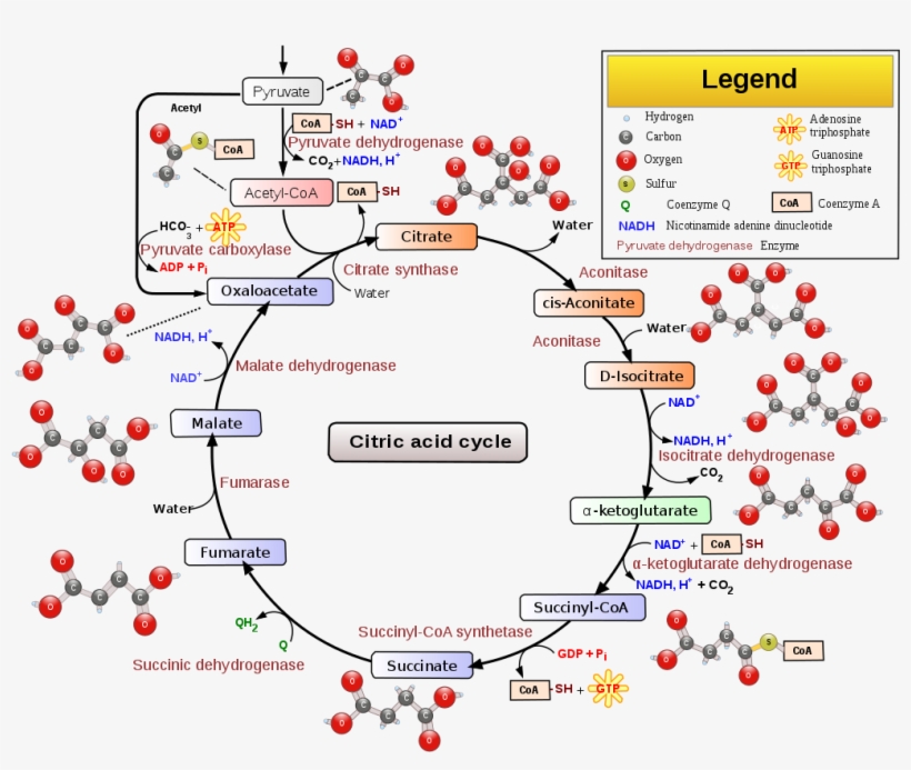 The Biochemical Pathway That Every Organism On Earth - Citric Acid Cycle, transparent png download