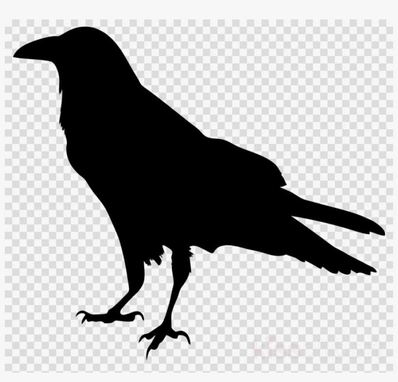 Transparent Ravens Clipart Common Raven Baltimore Ravens - Raven Png, transparent png download