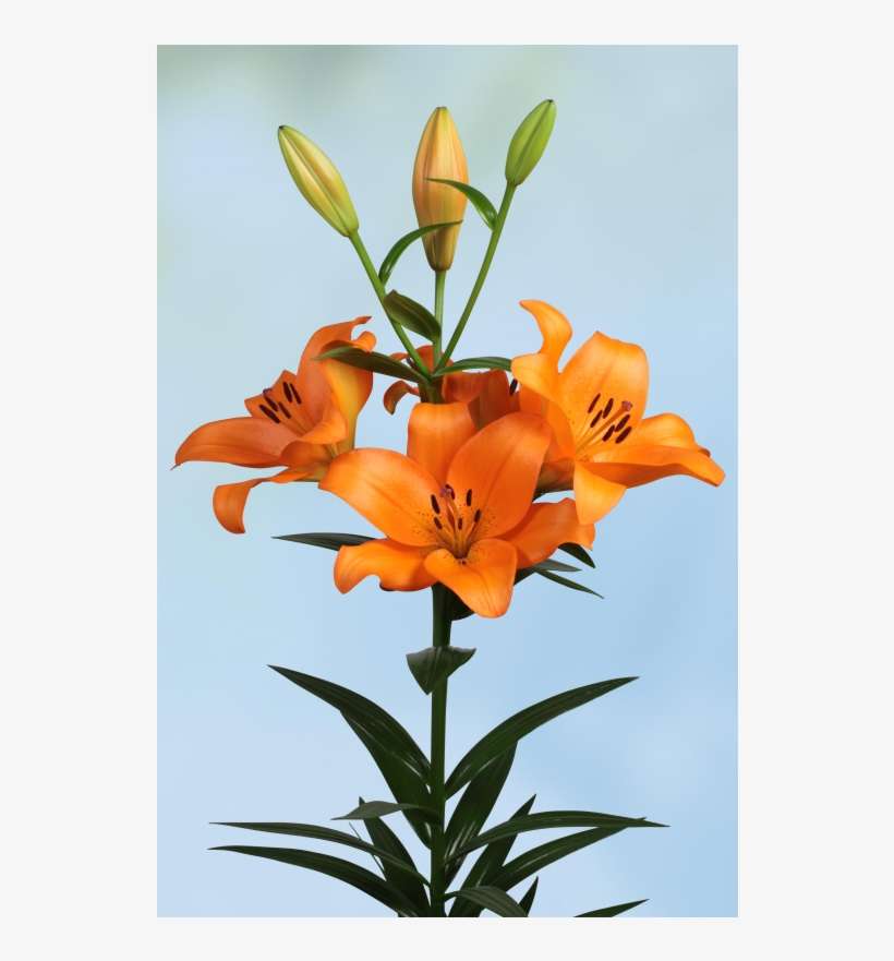 Orange Lily, transparent png download