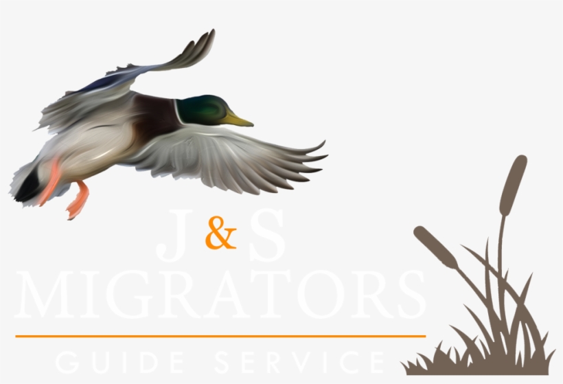 Duck Png Contact J S Migrators For Guided Duck Hunts - Duck Hunting Transparent Logo, transparent png download