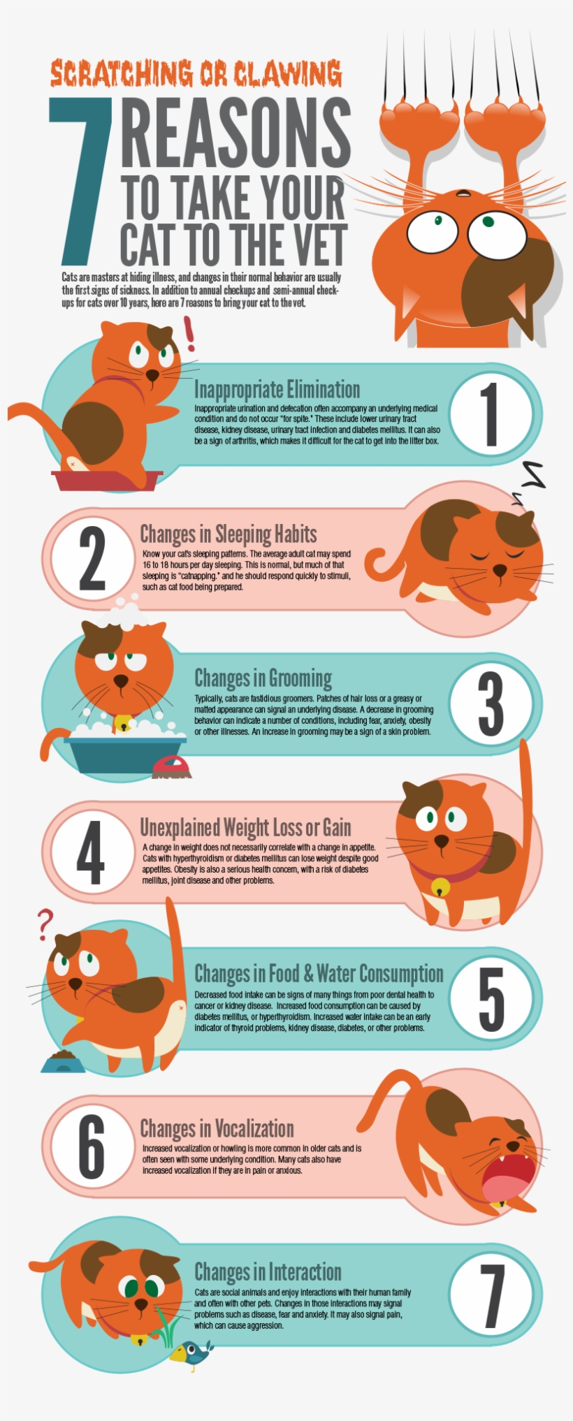 You Know Your Cat's Behavior Best - The Pet Vet, transparent png download