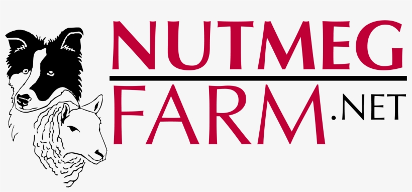 Busch Gardens Tampa Bay, transparent png download