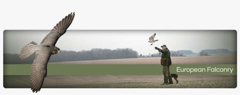 Marshall Radio Telemetry - Hawk, transparent png download