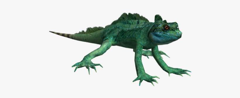 03 29 58 215 Basili 1 - Common Chameleon, transparent png download