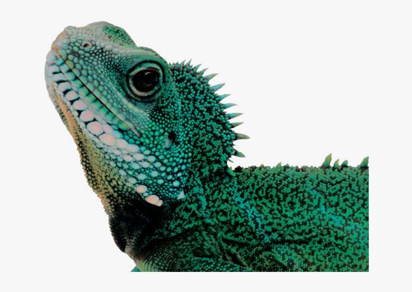 Avian And Exotic Care - Животное На Белом Фоне, transparent png download