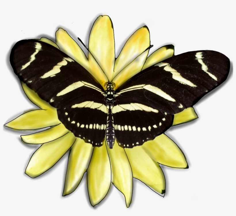 Butterfly Insect Wings Yellow Black Flower Edited From - Picsart Photo Studio, transparent png download