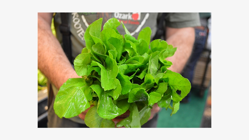 To Celebrate This Harvest We Are Sharing A Special - Leaf Vegetable, transparent png download