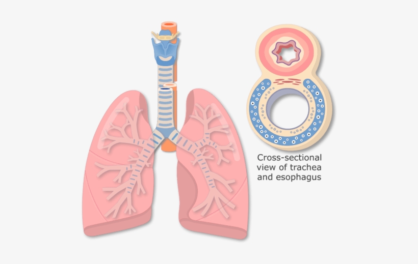 View Of The Lungs And Expanded View Of The Tracheal - Trachea Structure, transparent png download