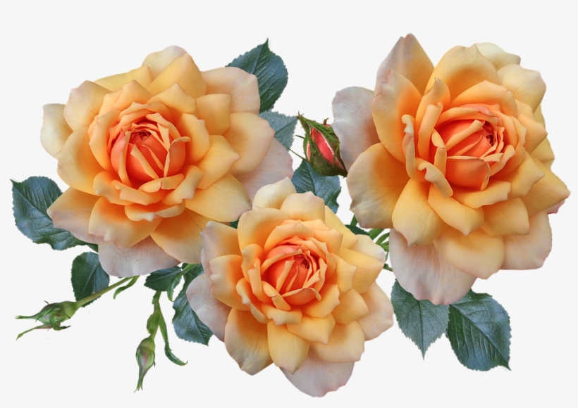 Roses, Flowers, Arrangement, Garden, Nature - Flower, transparent png download