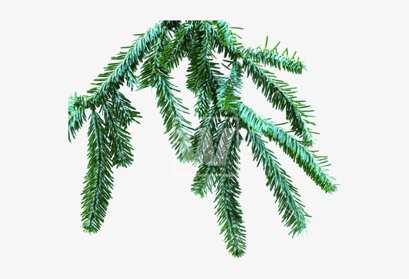 Spruce Branch Png, transparent png download