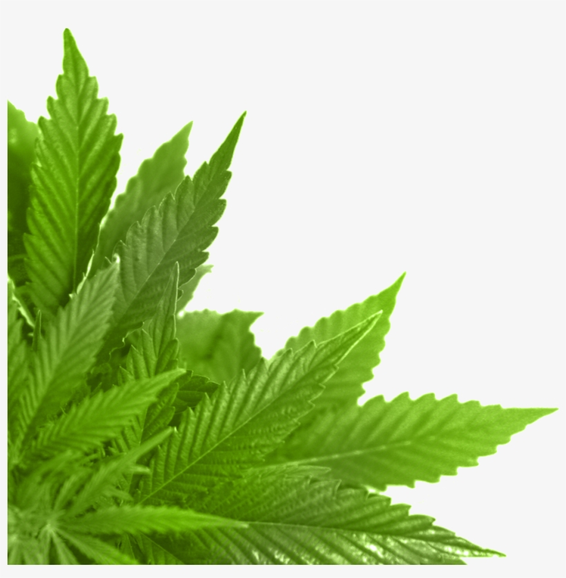 Green Leaves Png Image - Leaf Png, transparent png download