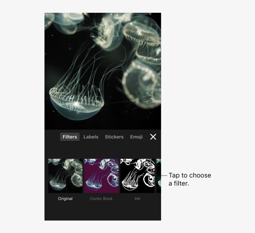 Jellyfish, transparent png download