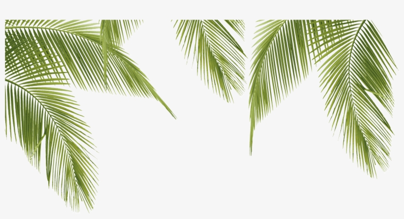 Leaf Image Related Wallpapers Jpg Library - Alexey Markin, transparent png download