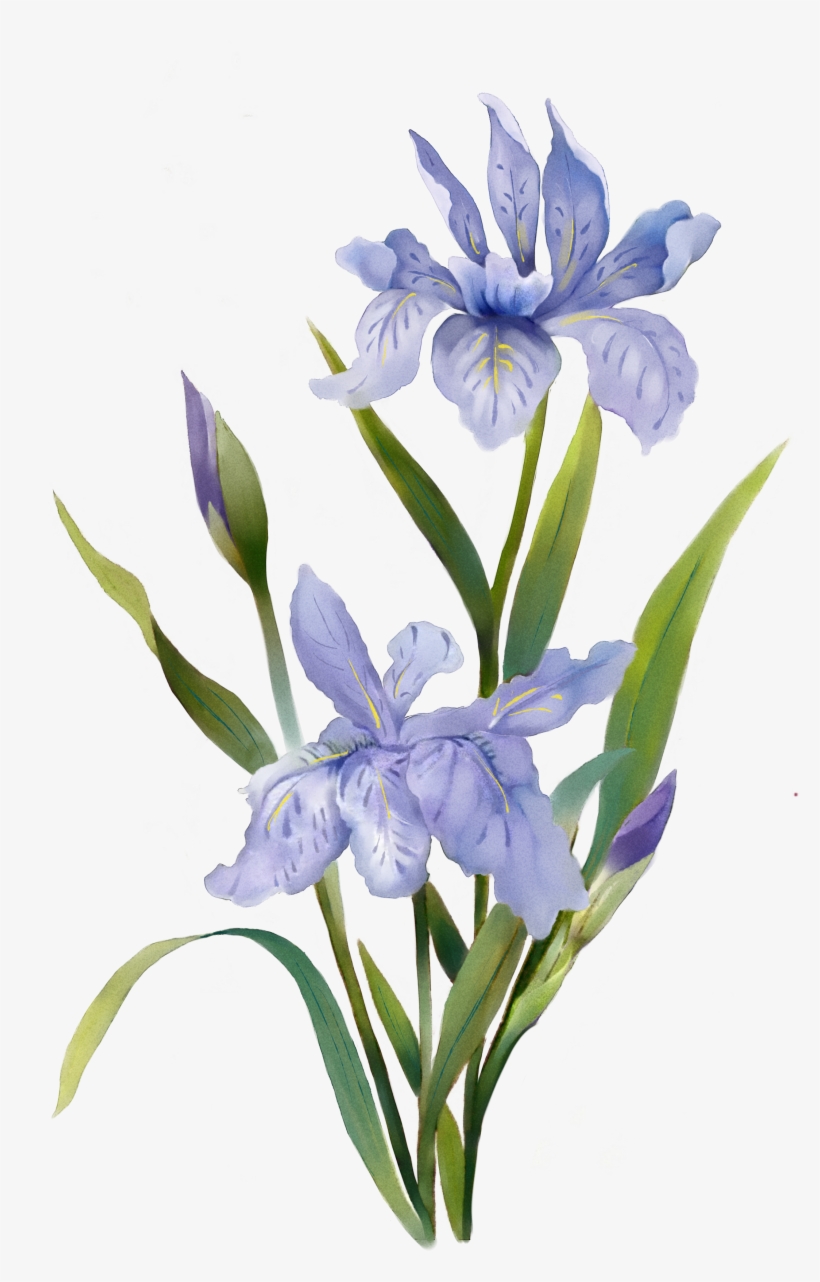 Flowers Painting Transprent Free - Plants Watercolor, transparent png download