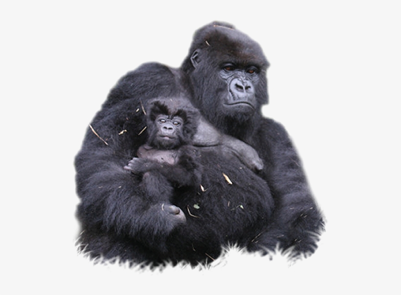 Gorilla Png Clipart - Mountain Gorilla Transparent, transparent png download