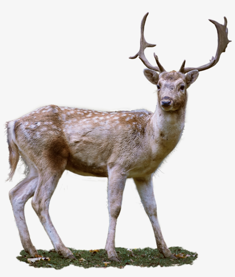 Roe Deer Antler Fallow Deer - Mysterical 2048 X 1152, transparent png download