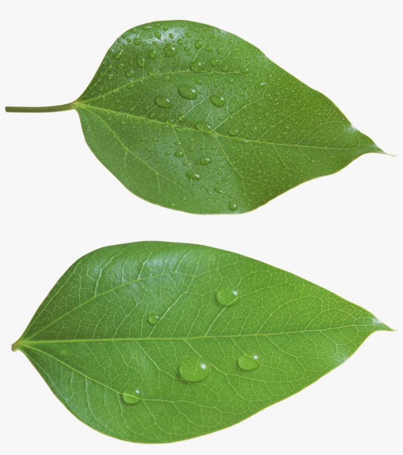 Green Leaves, Stamp, Image, Free, Ideas, Stamps - Green Leaves Png, transparent png download
