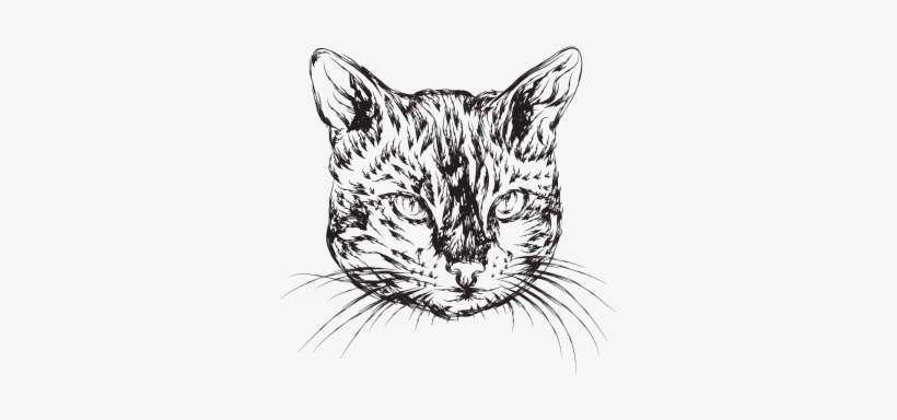 Hand Drawn Cat Illustration, Cat, Hand, Illustration - Drawing, transparent png download