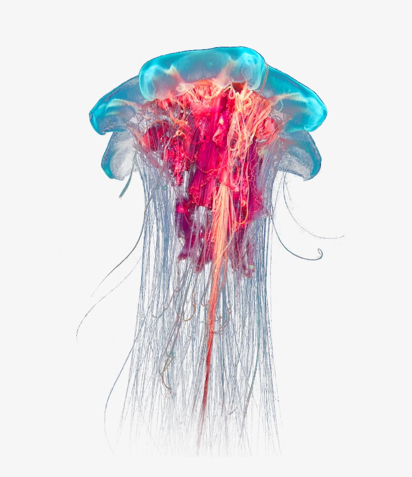 Transparent Jellyfish Png - Jellyfish Png, transparent png download