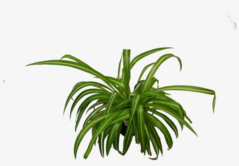 Spider Plant, transparent png download