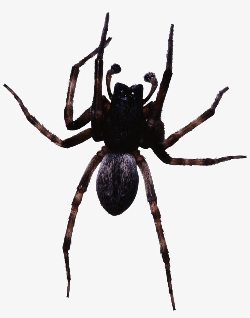 Transparent Spider Png Image Library - Spiders Png, transparent png download